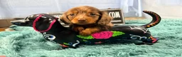 Miniature Dachshund dogs for sale: Champion bred lh female import dapple - Ad 4