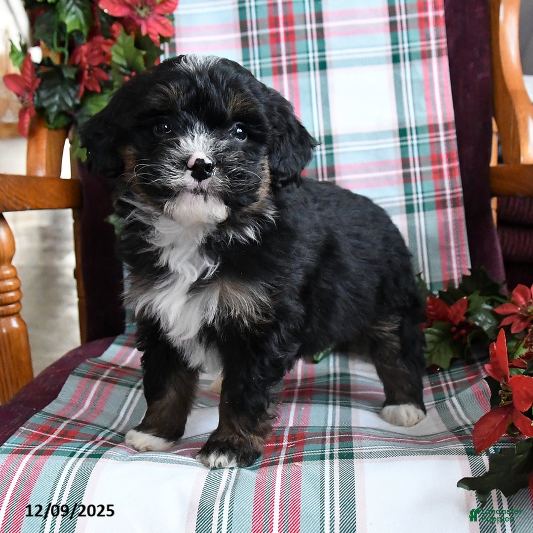 Bernedoodle dogs for sale: Charlotte - Ad 3