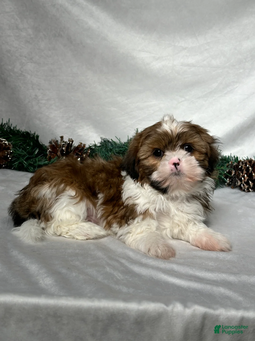 Shih Tzu dogs for sale: Mason - Ad 5