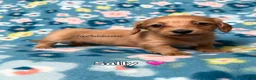 Miniature Dachshund dogs for sale: Sally - Dachshund Puppy Red Long Haired Female - Ad 1