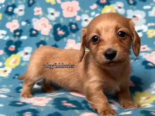 Miniature Dachshund dogs Ready now! Sally - Dachshund Puppy Red Long Haired Female - Ad 30