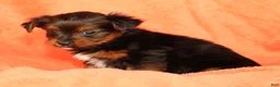 Yorkshire Terrier dogs for sale: Kimber - Ad 7