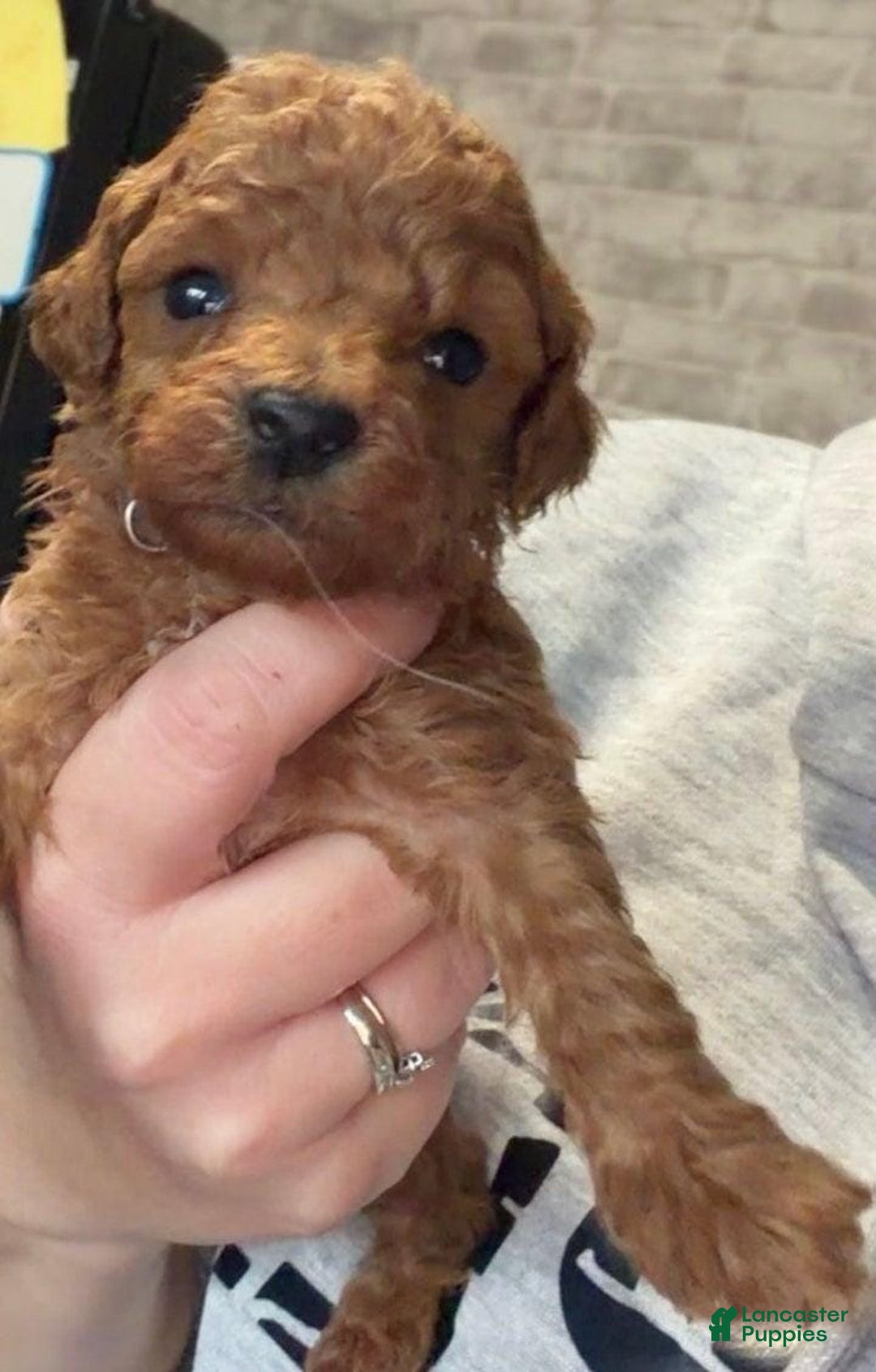 Toy Poodle dogs for sale: Lucia - Ad 9