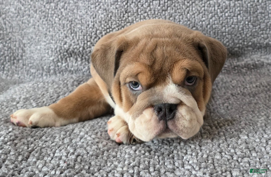 English Bulldog dogs for sale: Bethea - Ad 4