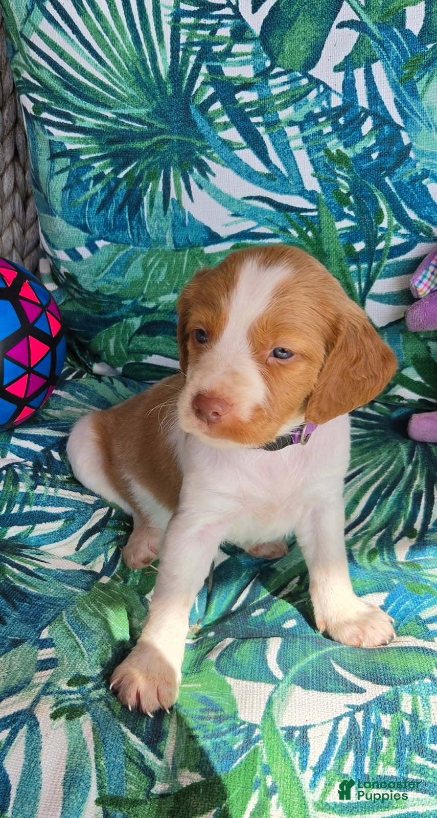 Brittany Spaniel dogs Purple Collar - Ad 37