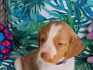 Brittany Spaniel dogs Purple Collar - Ad 37