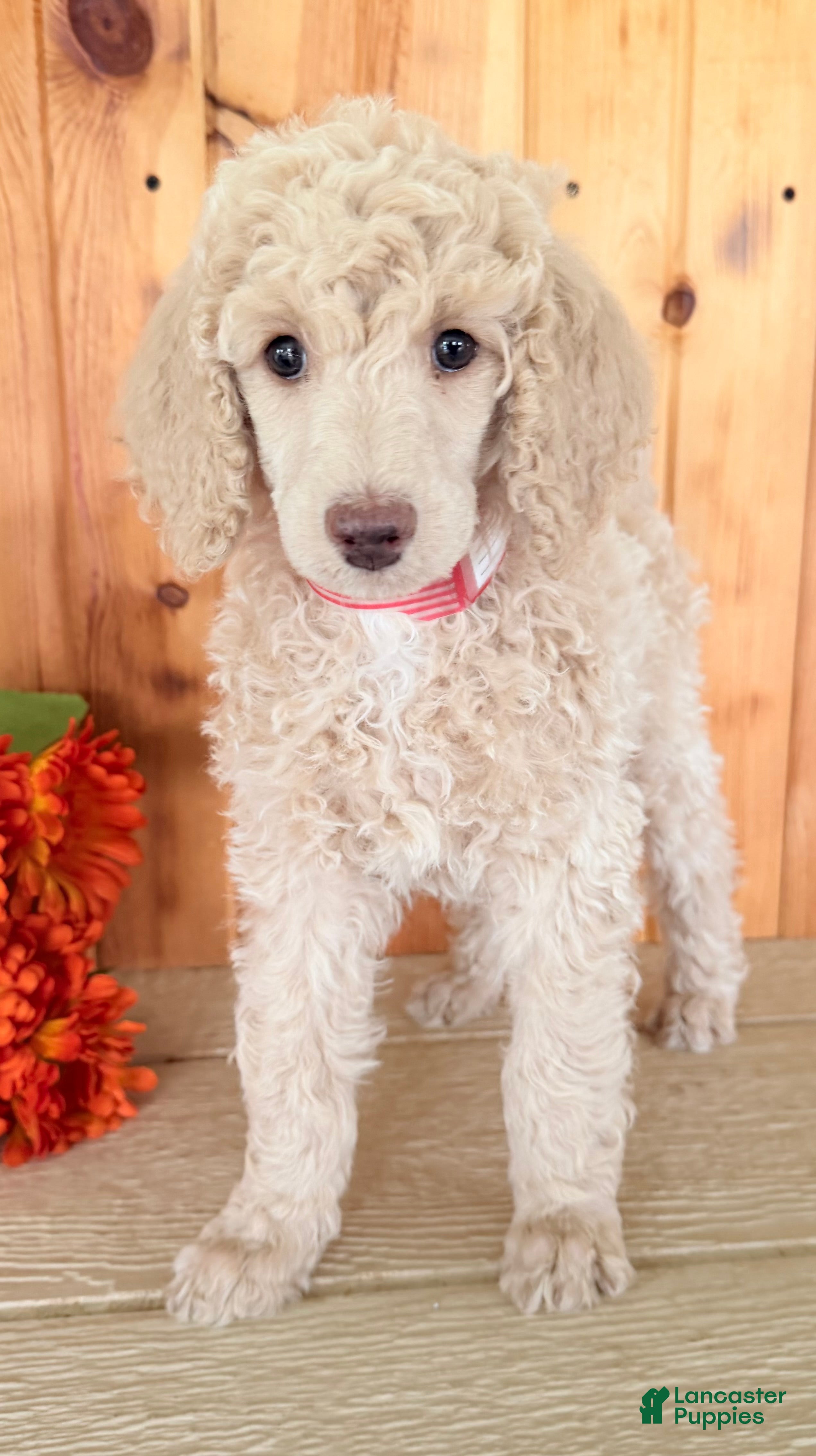 Standard Poodle dogs for sale: Candi - Ad 2