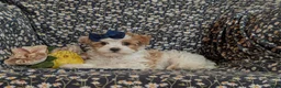 Maltipoo dogs for sale: Jocelyn 6 lbs Full Grown - Ad 6