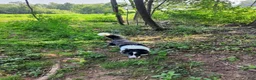 Border Collie dogs for sale: Dove - Ad 5