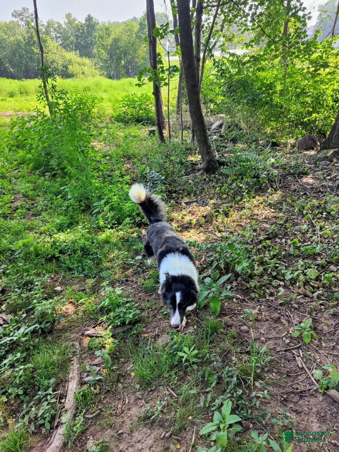 Border Collie dogs for sale: Dove - Ad 5