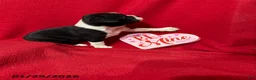 Boston Terrier dogs for sale: Haley - Ad 2