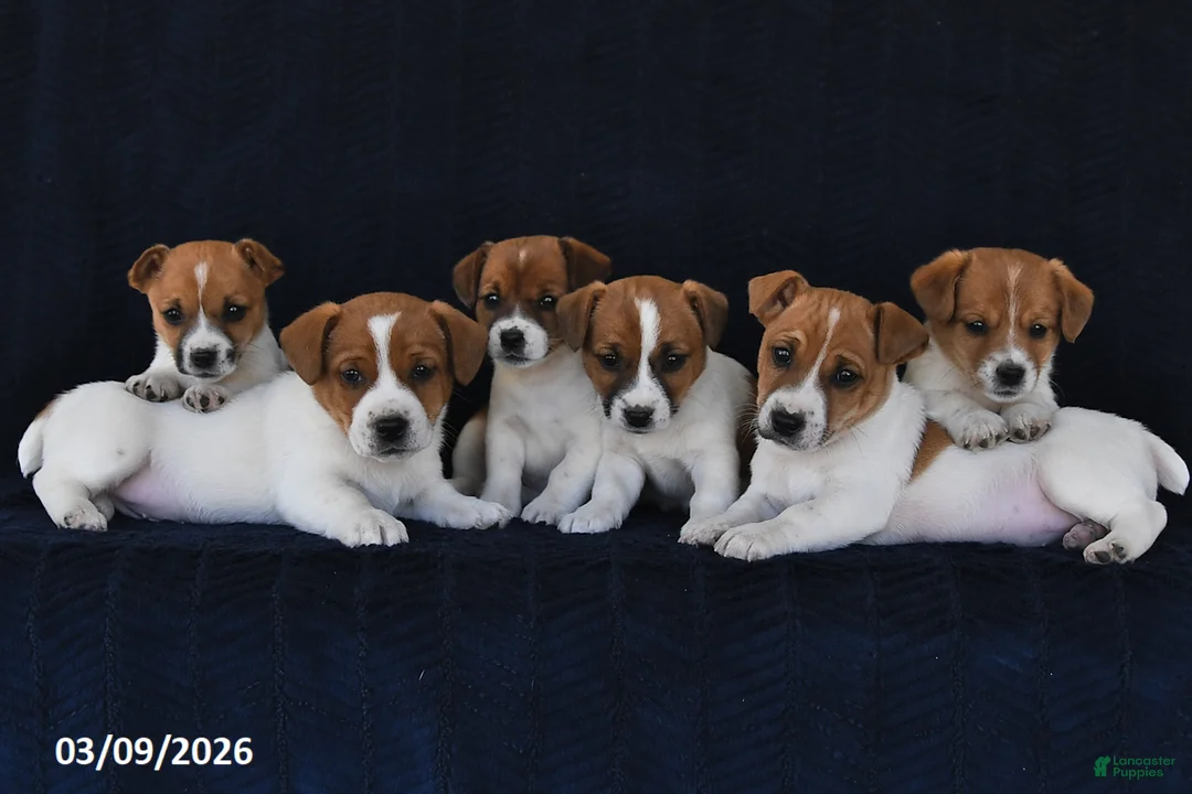Jack Russell Terrier dogs for sale: Wallis - Ad 2