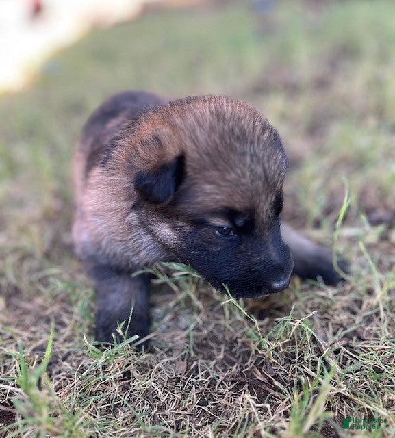 German Shepherd dogs tan sable - Ad 8