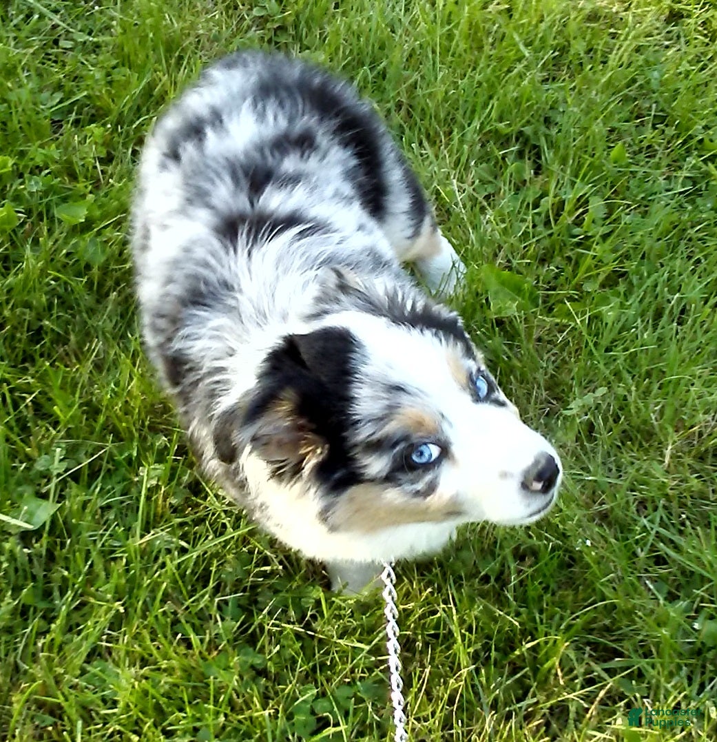 Australian Shepherd dogs Bleu - Ad 2