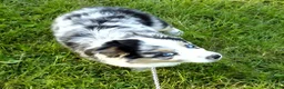 Australian Shepherd dogs for sale: Bleu - Ad 2