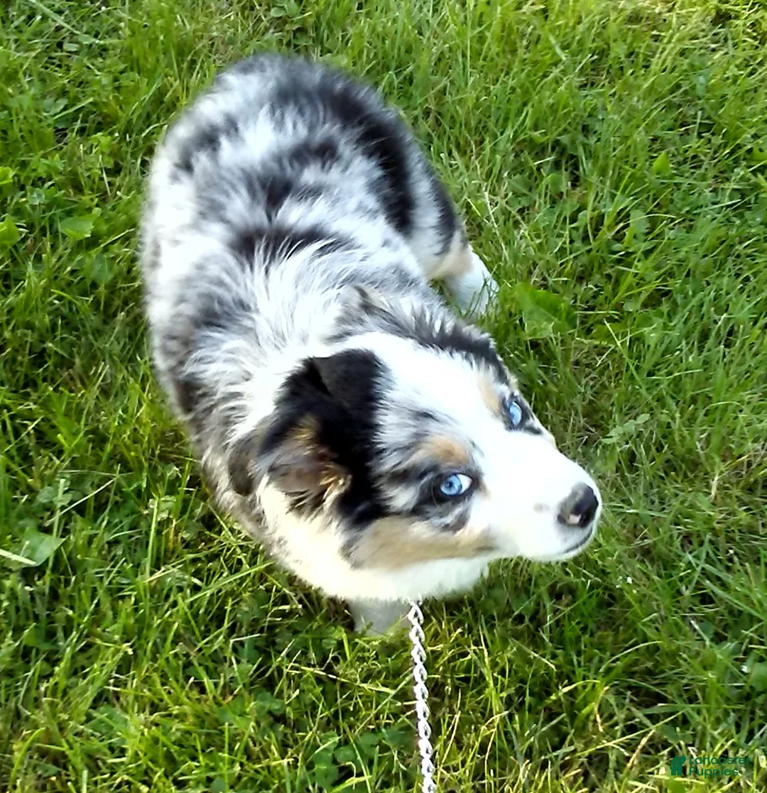 Australian Shepherd dogs for sale: Bleu - Ad 2