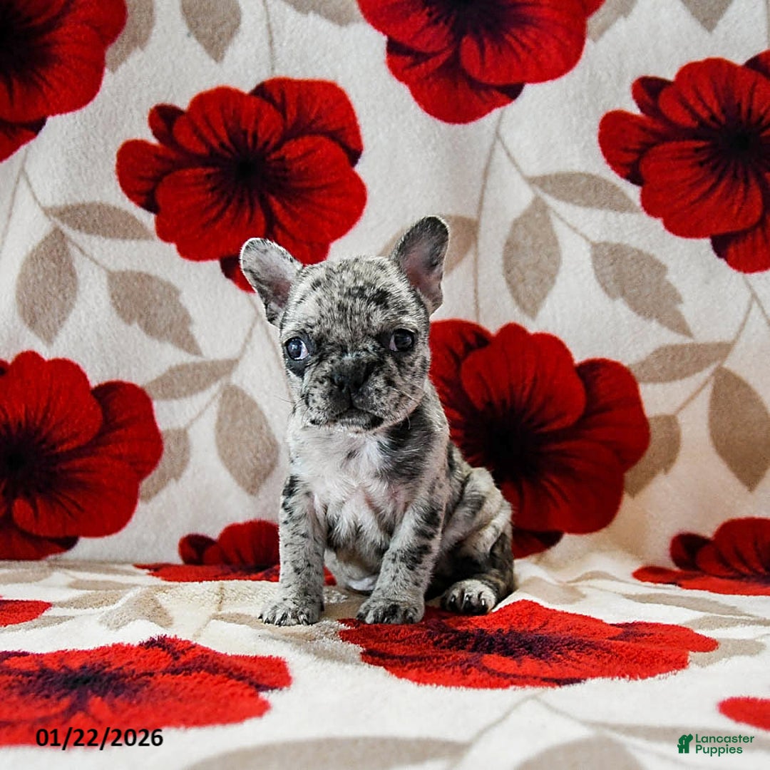 French Bulldog dogs for sale: Bailey - Ad 1