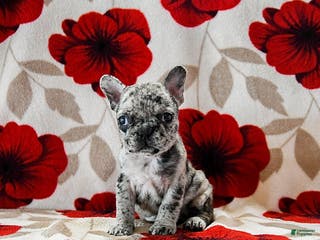 French Bulldog dogs Bailey - Ad 1