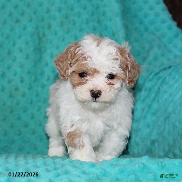 Bichpoo dogs Hope - Ad 2