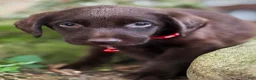 Labrador Retriever dogs for sale: Labrador Retriever 1 - Ad 12