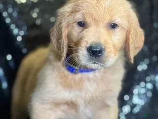 Golden Retriever dogs - Ad 18