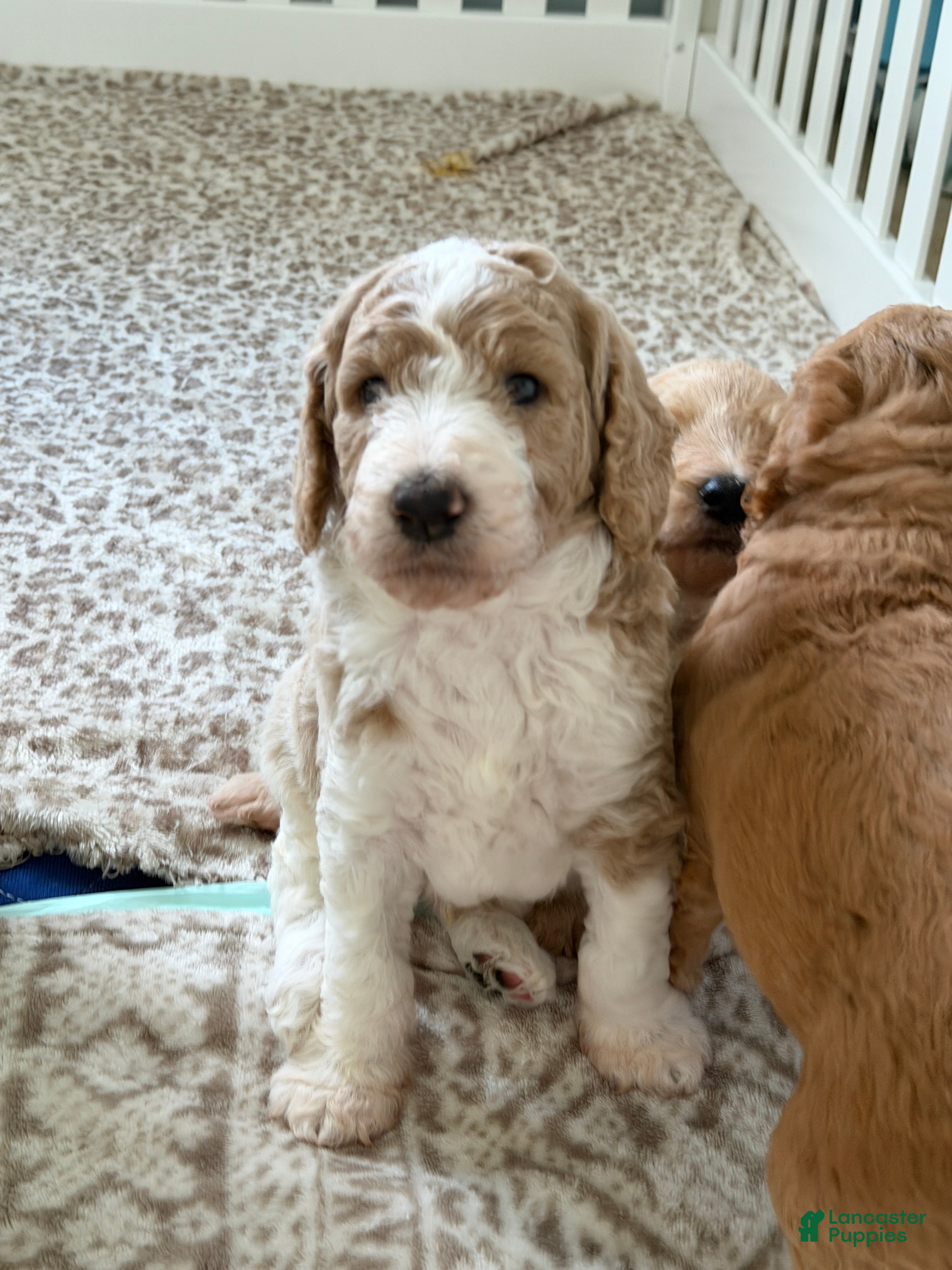 Goldendoodle dogs for sale: Peanut - Ad 1