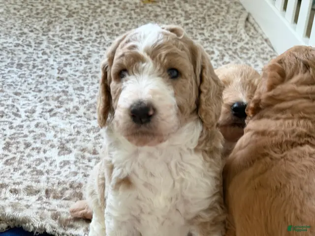 Goldendoodle dogs for sale: Peanut - Ad 1