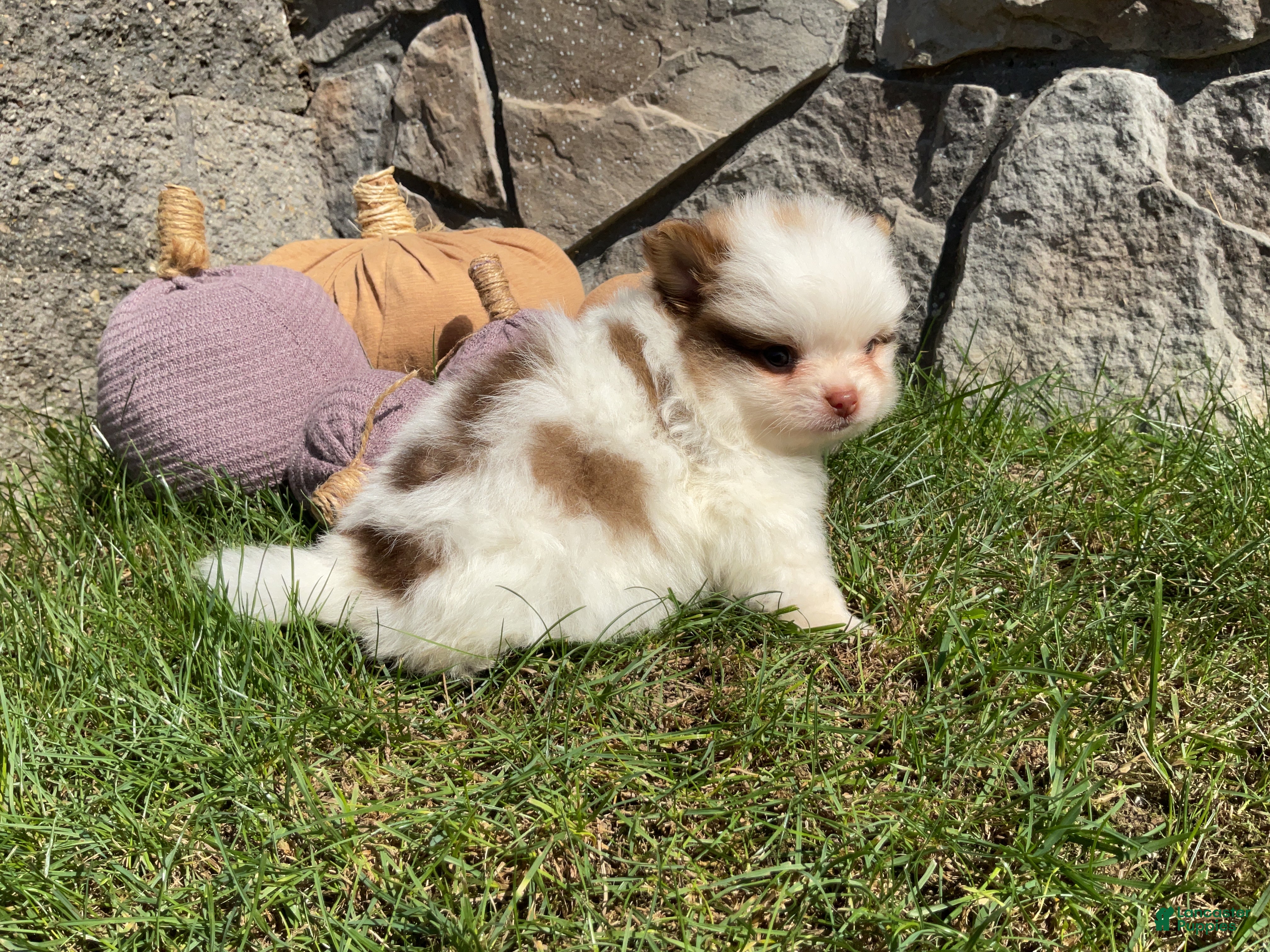 Pomeranian dogs Rocky  - Ad 2