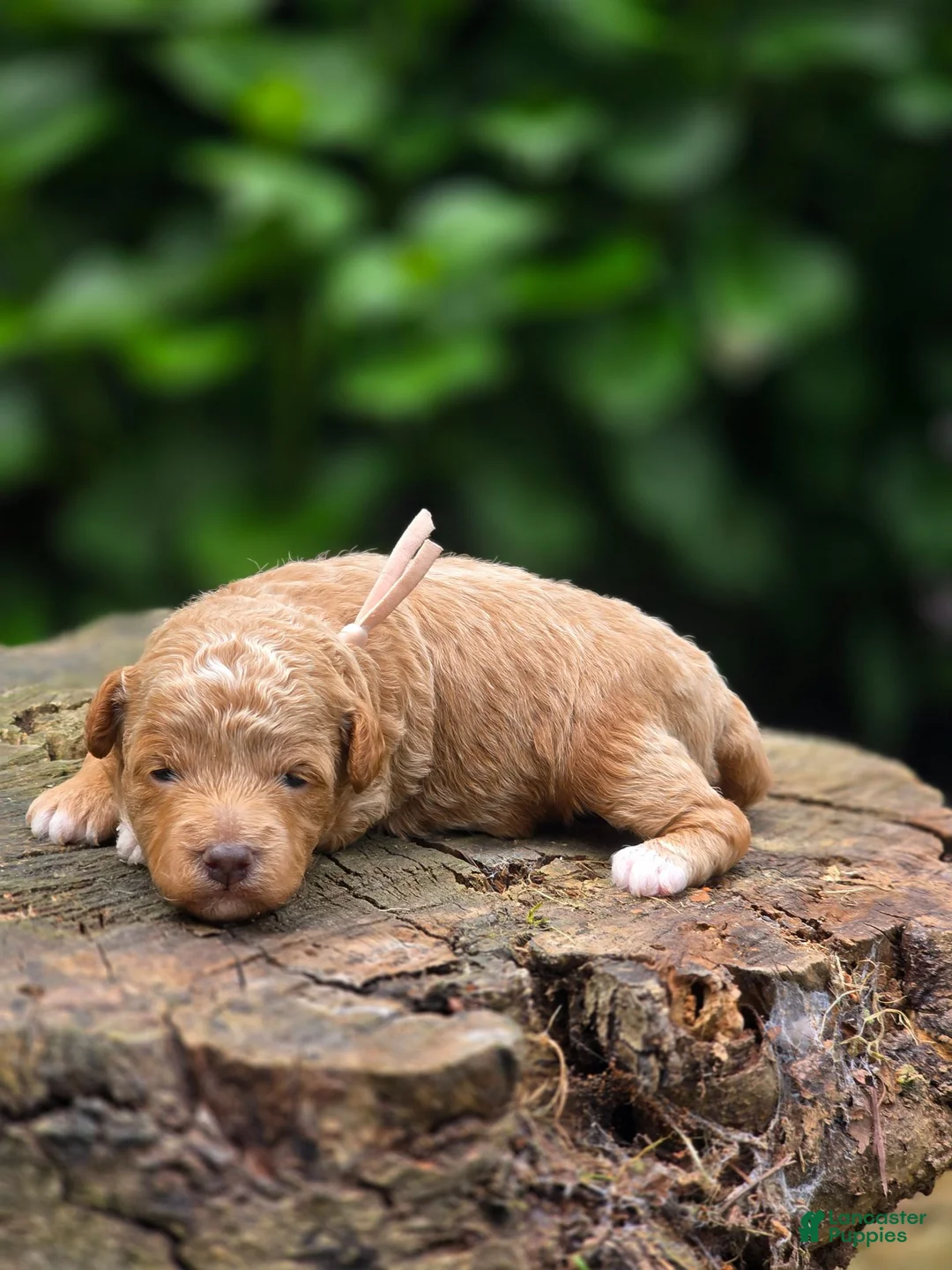 Mini Goldendoodle dogs for sale: Chanel  - Ad 1