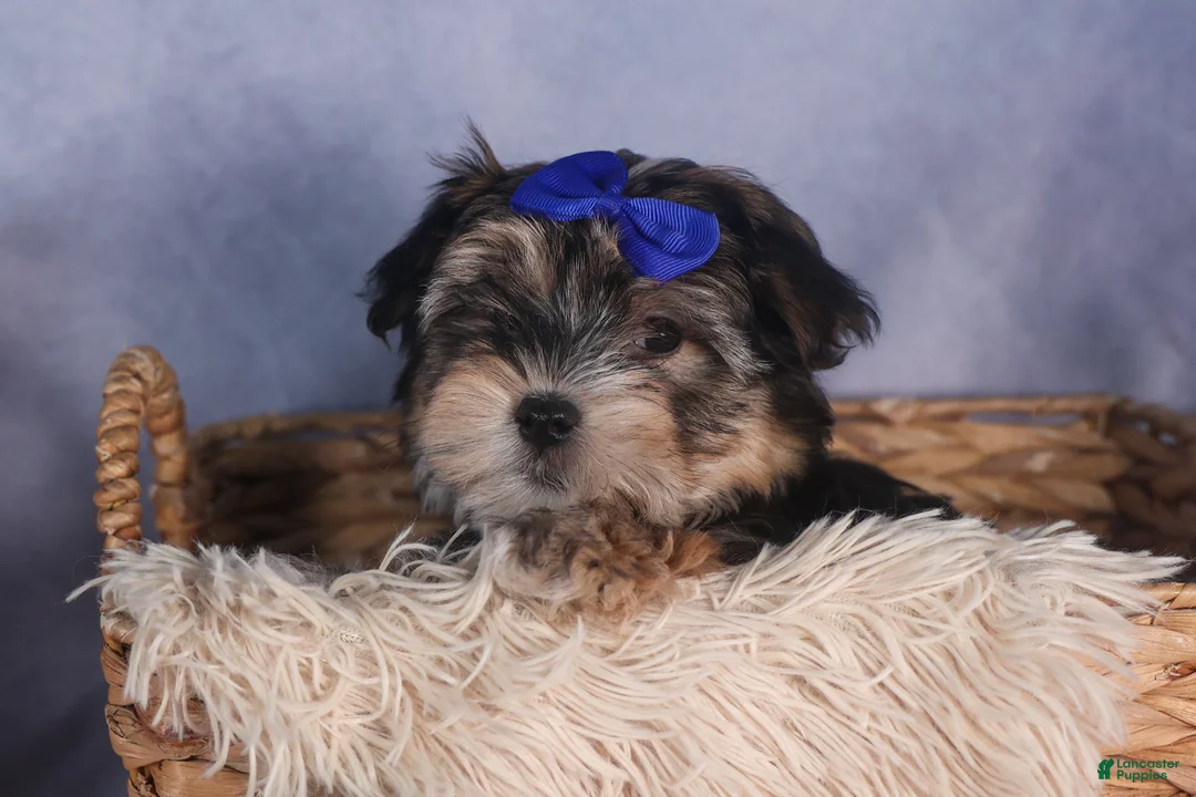 Morkie dogs for sale: Newton - Ad 10