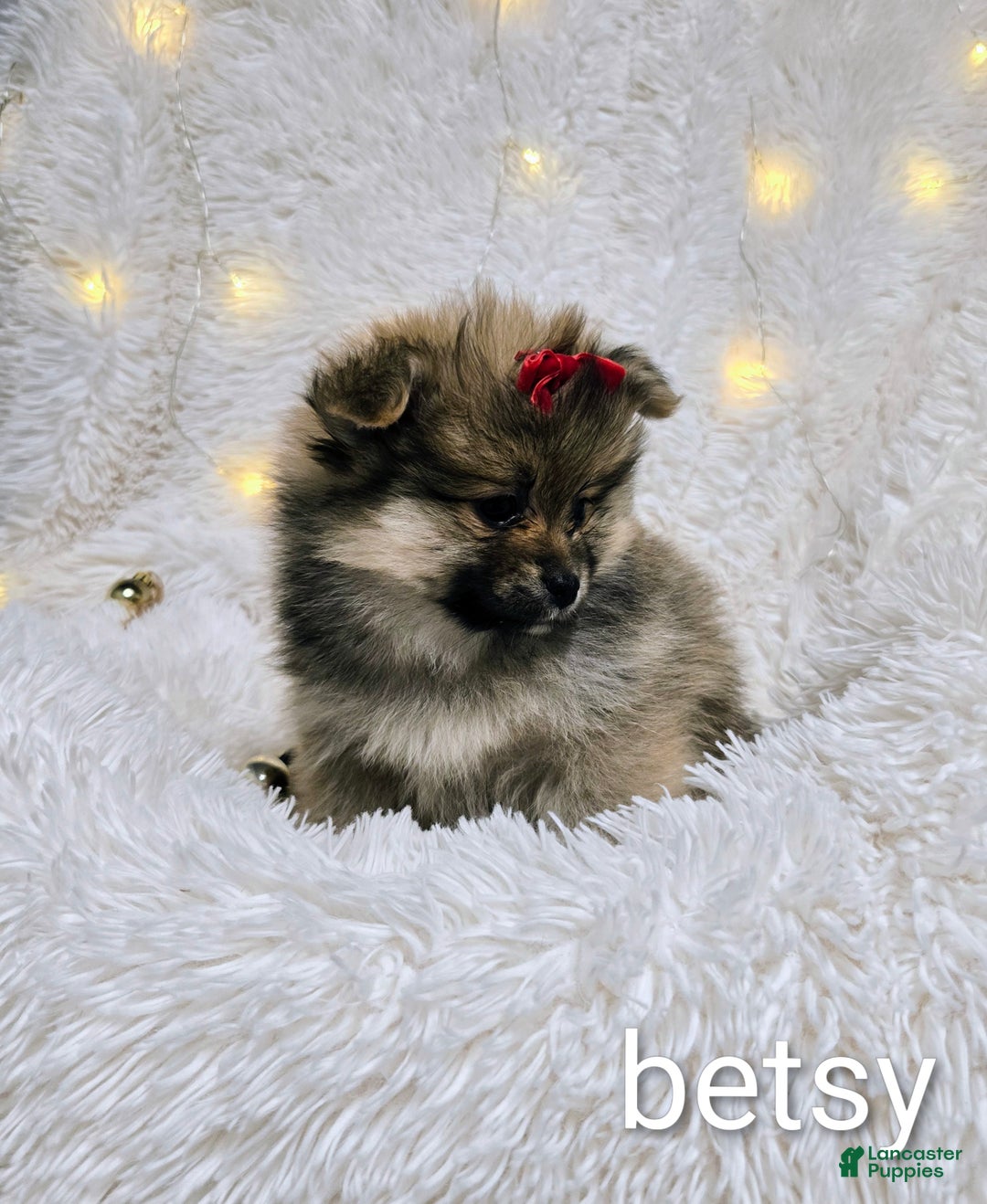 Pomeranian dogs for sale: Betsy - Ad 2