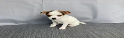Chihuahua dogs for sale: Willow - Ad 10