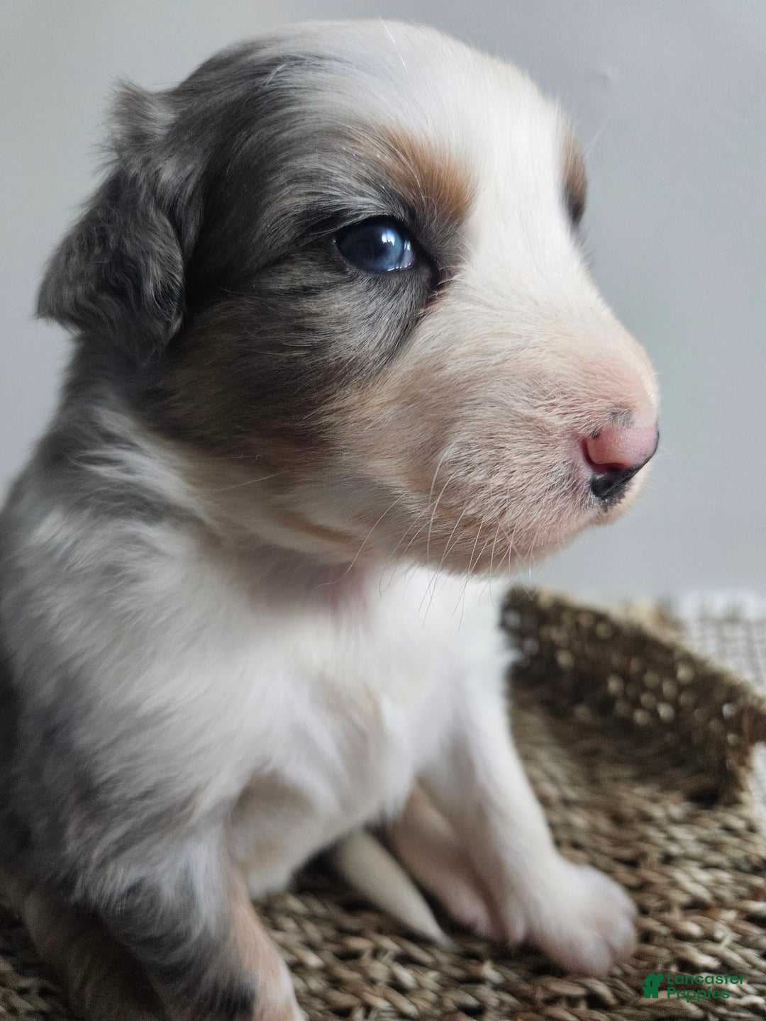 Australian Shepherd dogs for sale: Cassidy blue eyes - Ad 5