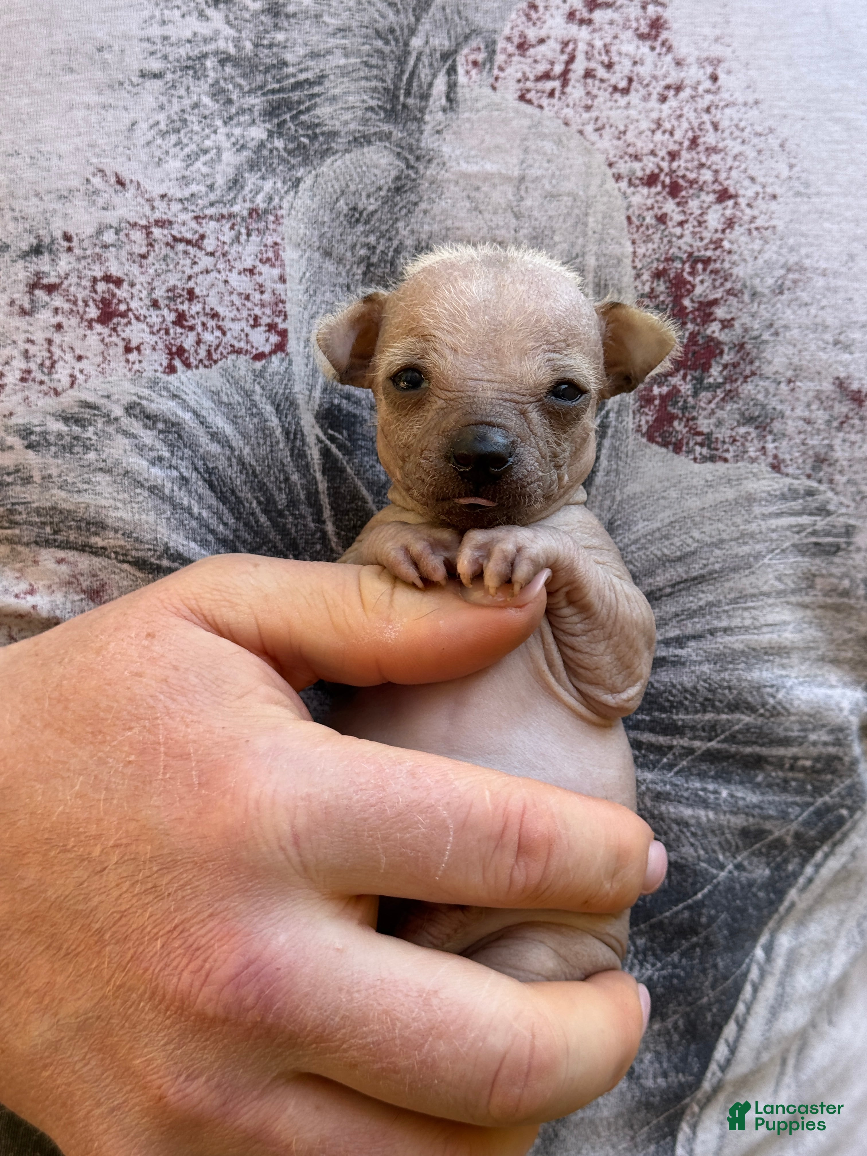 Chihuahua Puppies for sale in Pennsylvania Lancaster Puppies