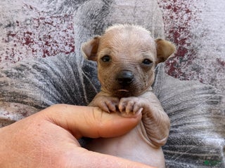 Chihuahua dogs - Ad 41