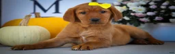 Labrador Retriever dogs for sale: NELLY - Ad 12