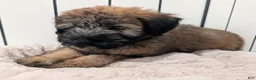 Soft Coated Wheaten Terrier dogs for sale: Silk - Ad 5