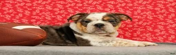 Beabull dogs for sale: Zeus - Ad 3