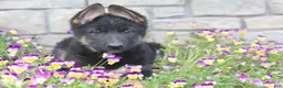 German Shepherd dogs for sale: Diva - Ad 4