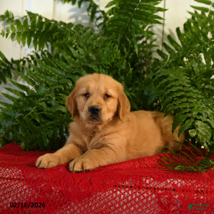 Golden Retriever dogs Andy - Ad 2