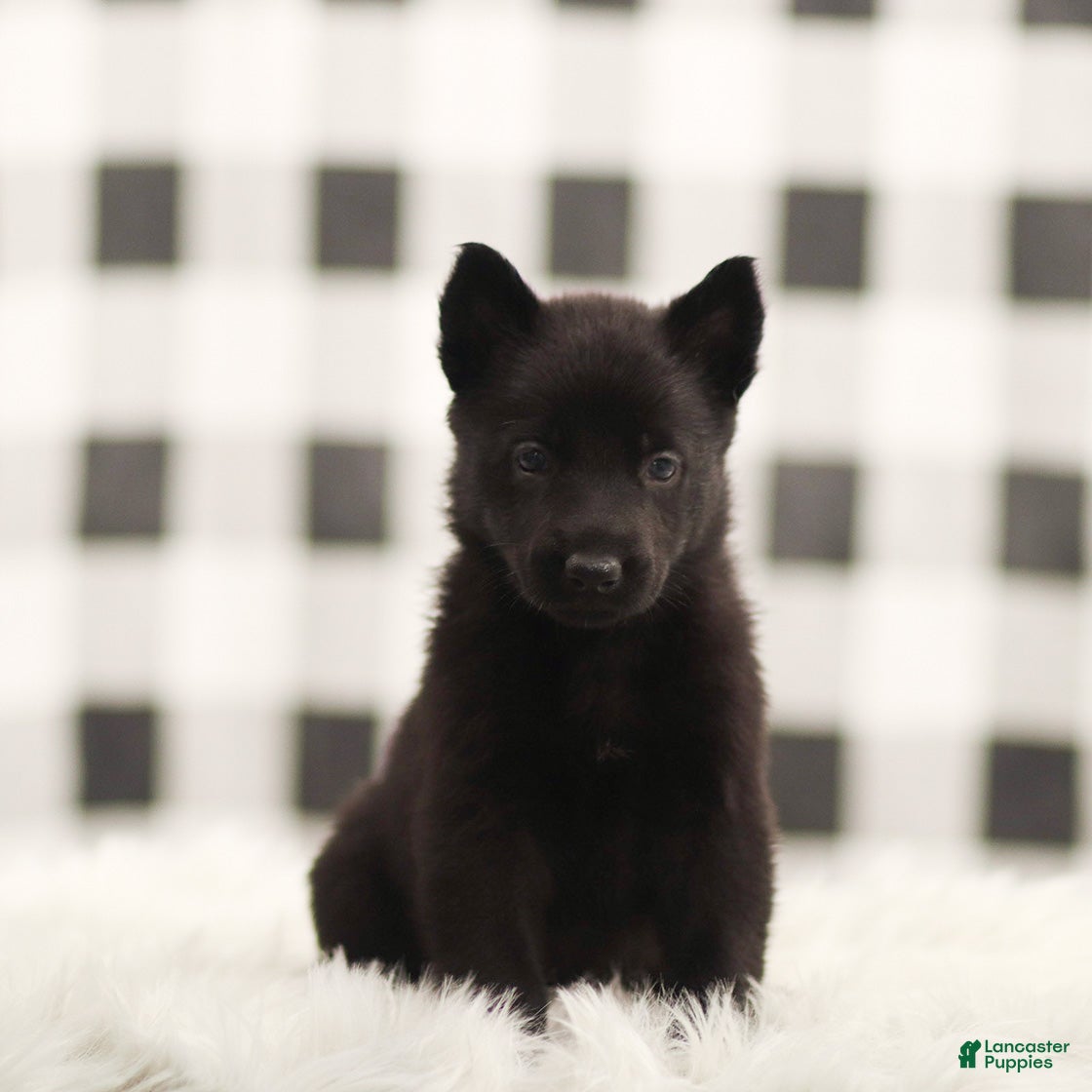 German Shepherd dogs Fannie - Ad 28