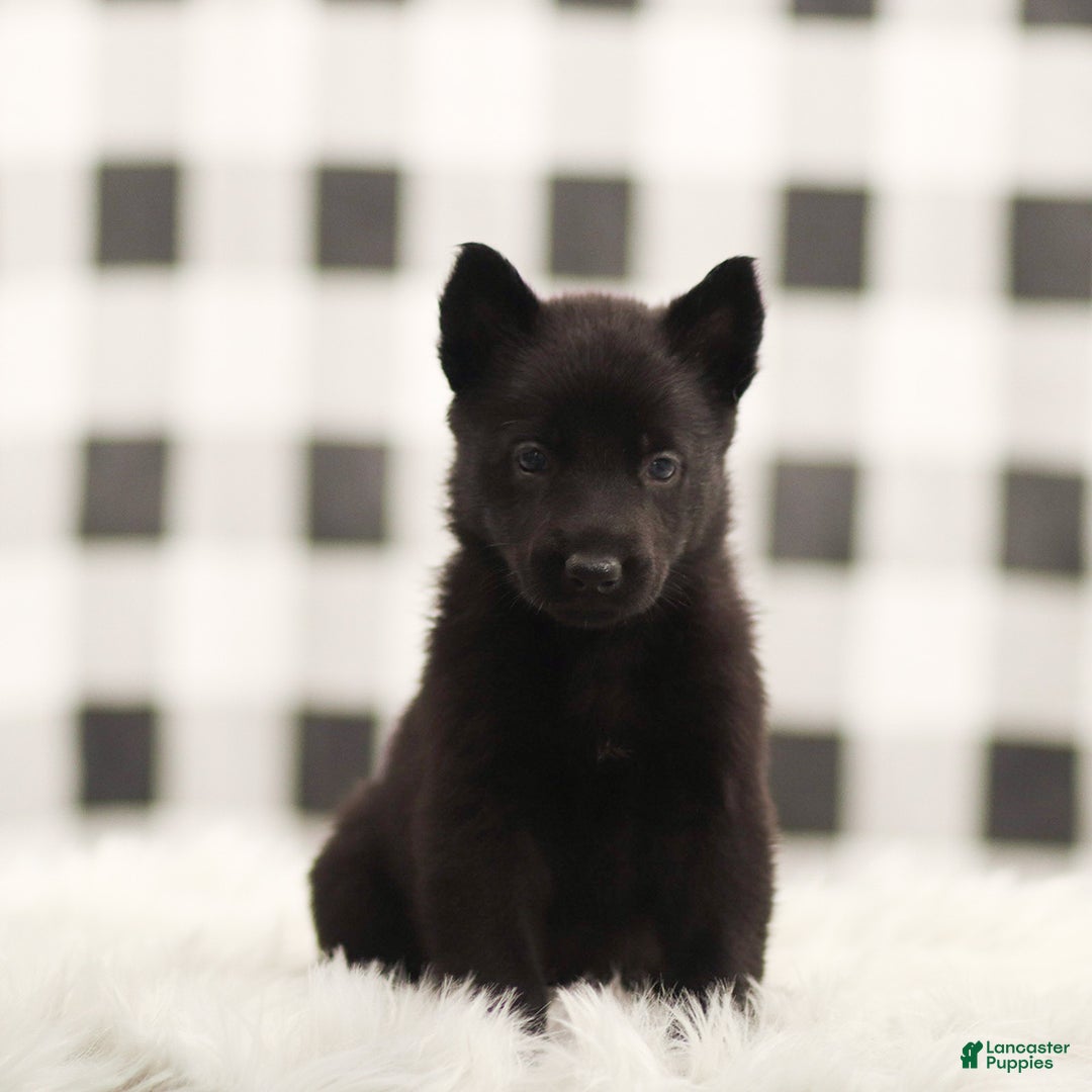 German Shepherd dogs for sale: Fannie - Ad 1