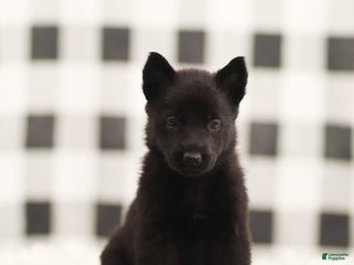 German Shepherd dogs Fannie - Ad 9