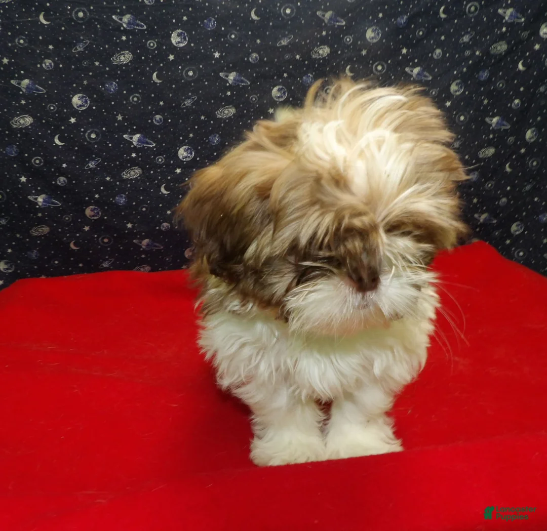 Shih Tzu dogs for sale: Marcos - Ad 1