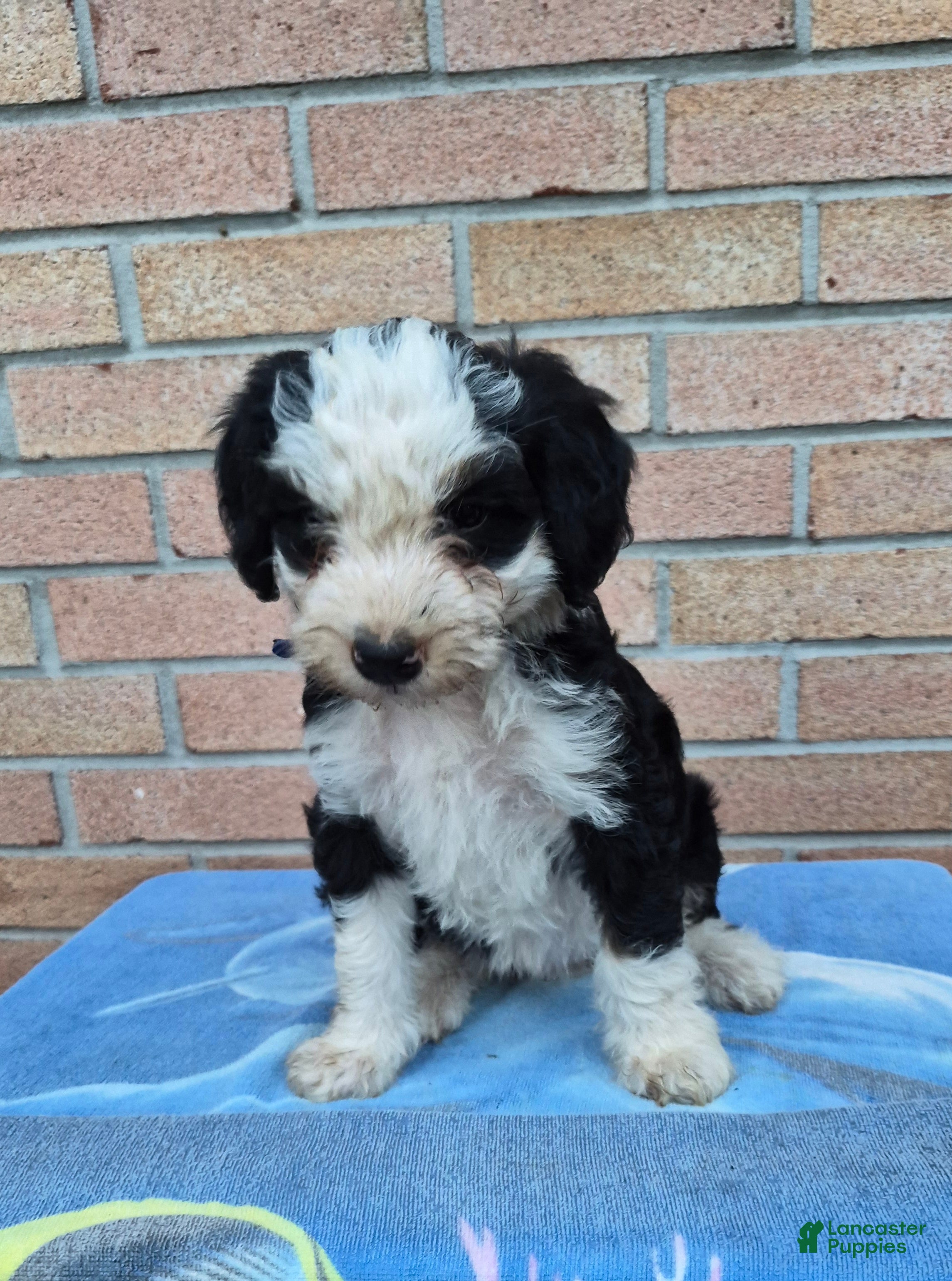 Mini Bernedoodle dogs Missy - Ad 1