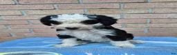 Mini Bernedoodle dogs for sale: Missy - Ad 1