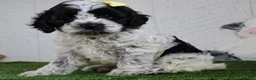 Cockapoo dogs for sale: Debbie - Ad 3