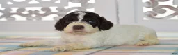 Cockapoo dogs for sale: Chase - Ad 2