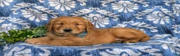 Golden Retriever dogs for sale: Kollin - Ad 7