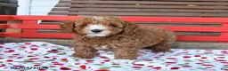 Miniature Poodle dogs for sale: Romeo - Ad 2